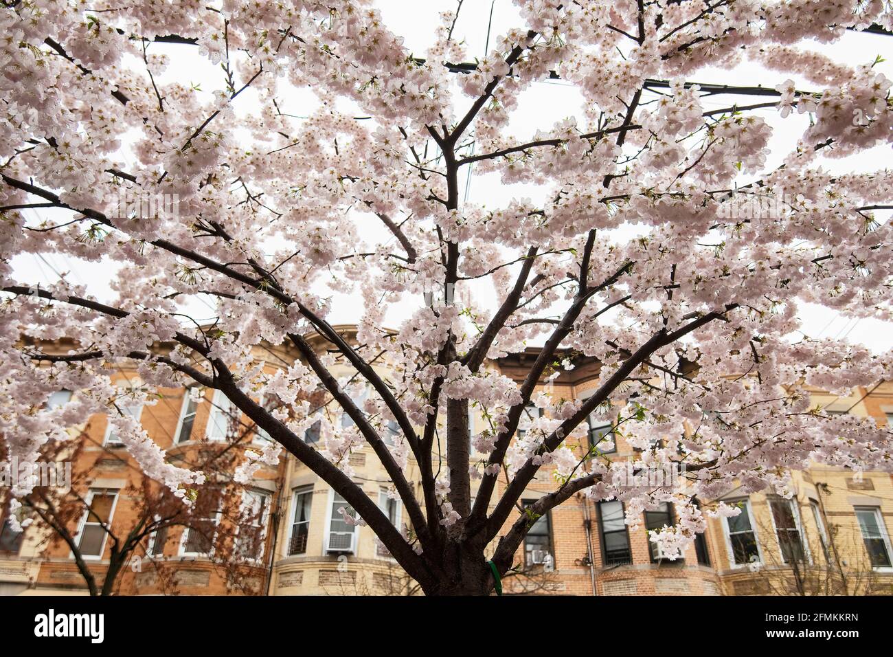 Ciliegio ornamentale in fiore in ambiente urbano con case a schiera Foto Stock