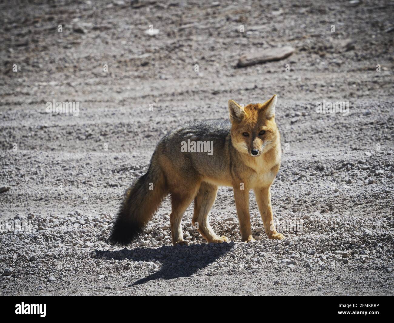 Vista closeup della volpe andina culpeo lycalopex cultpaeus fauna selvatica animale In Bolivia Cile Atacama deserto Ande montagne Sud America Foto Stock