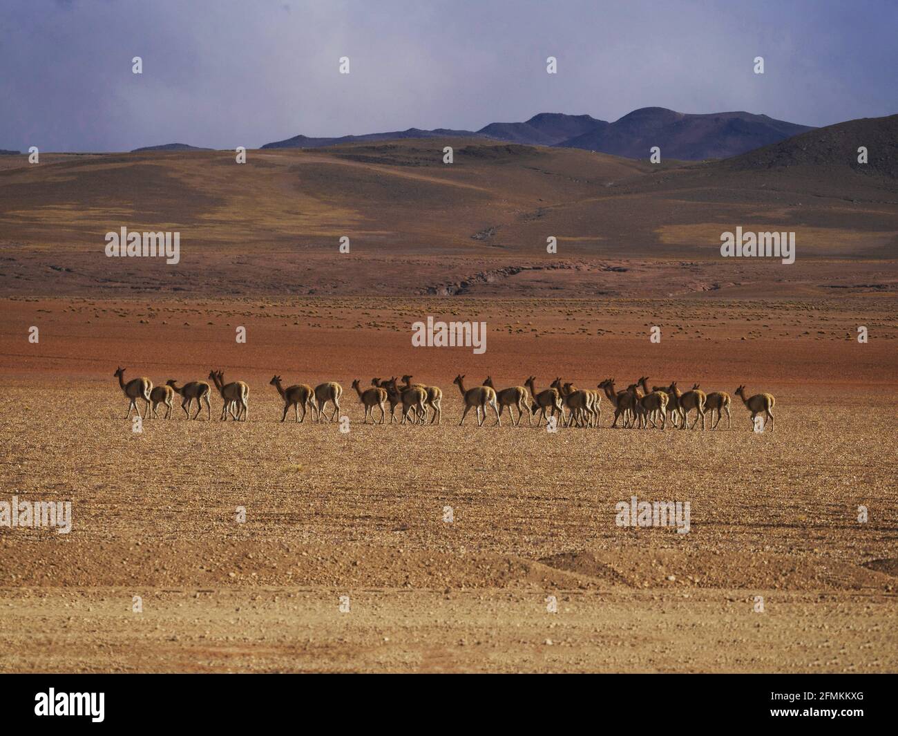 Tipico panorama delle Ande Altiplano con un gruppo di mandrie Di animali selvatici di vicunas a sur Lipez Potosi Bolivia Sud America Foto Stock