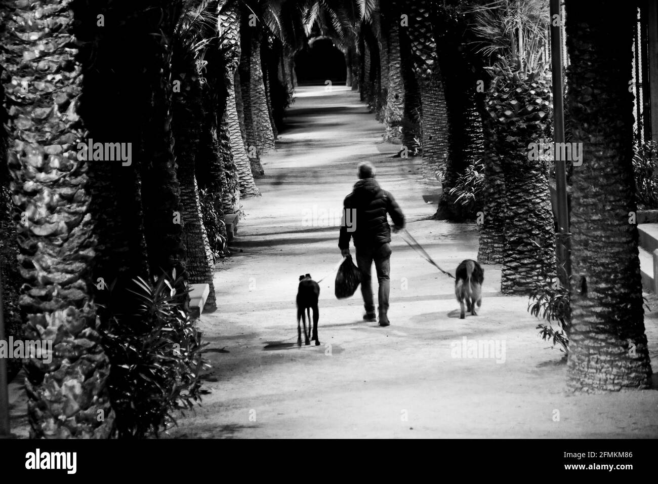 Vista posteriore di un uomo che cammina con i suoi due cani in un parco di notte. Barcellona, Catalogna, Spagna. Foto Stock