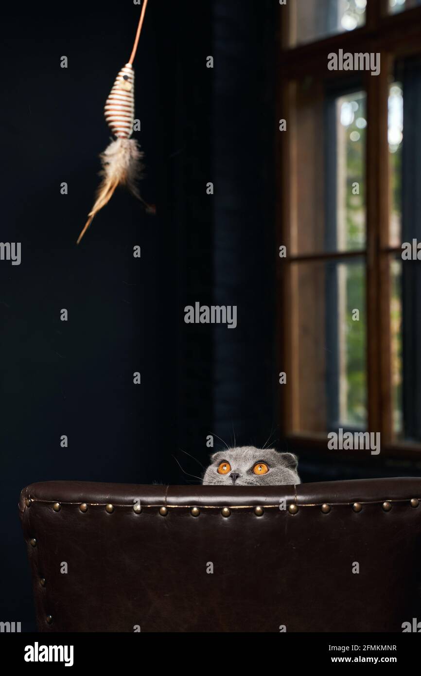 Scozzese Fold gatto domestico a casa. Istinto predatorio del gioco degli animali. Foto Stock