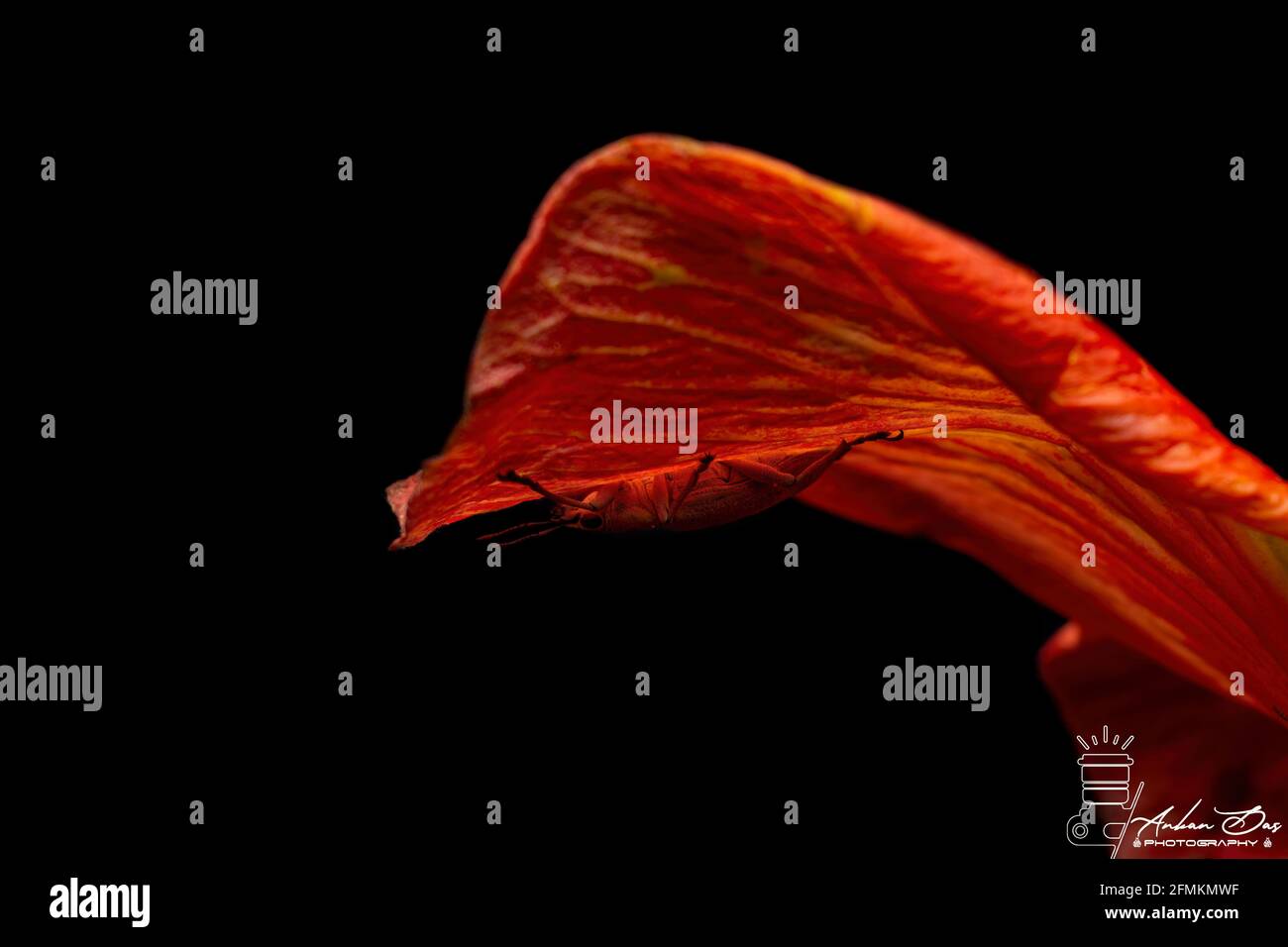 Retroilluminata di Beetle Foto Stock