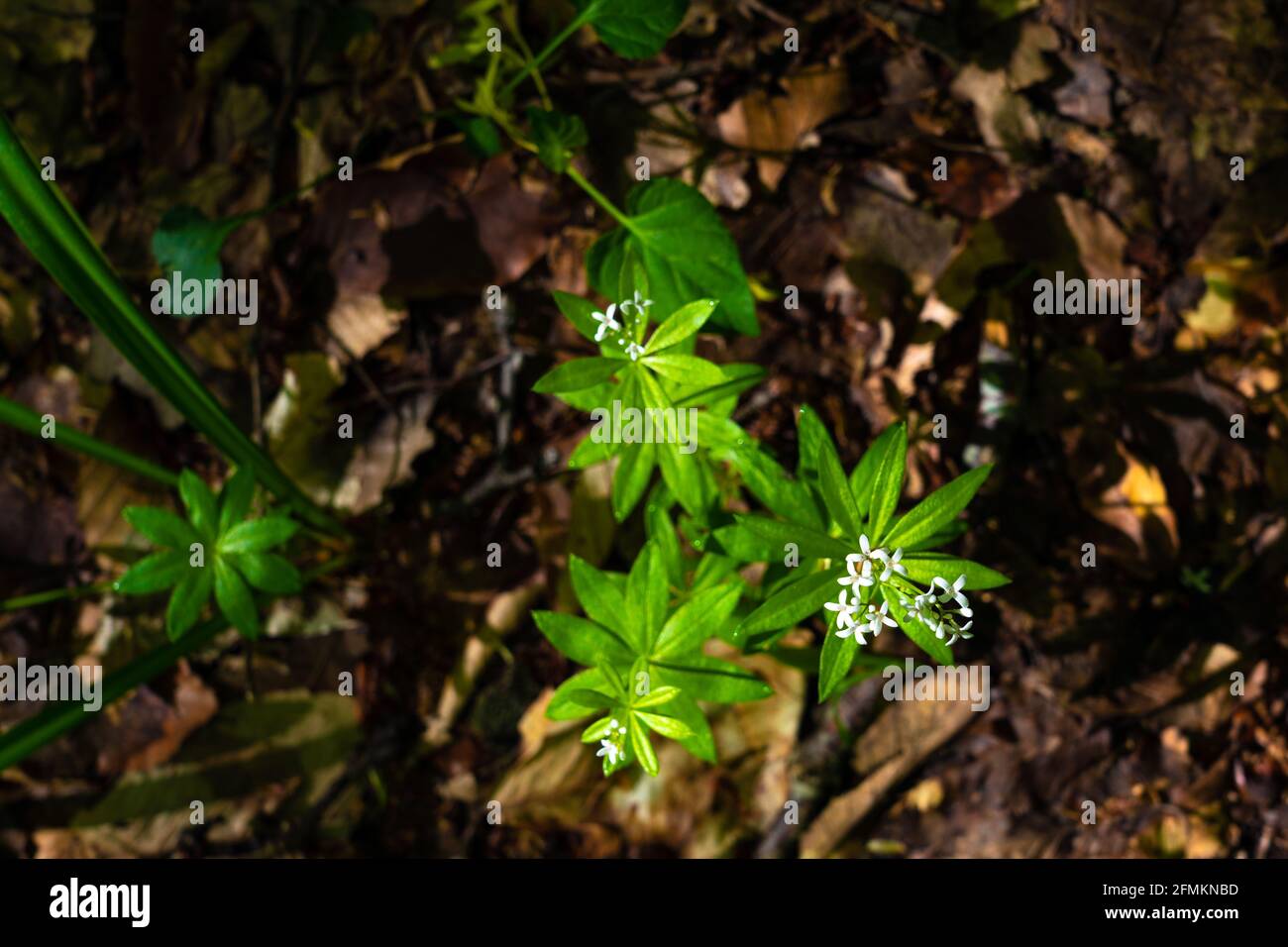 Galium odoratum foresta fiori profumati Foto Stock