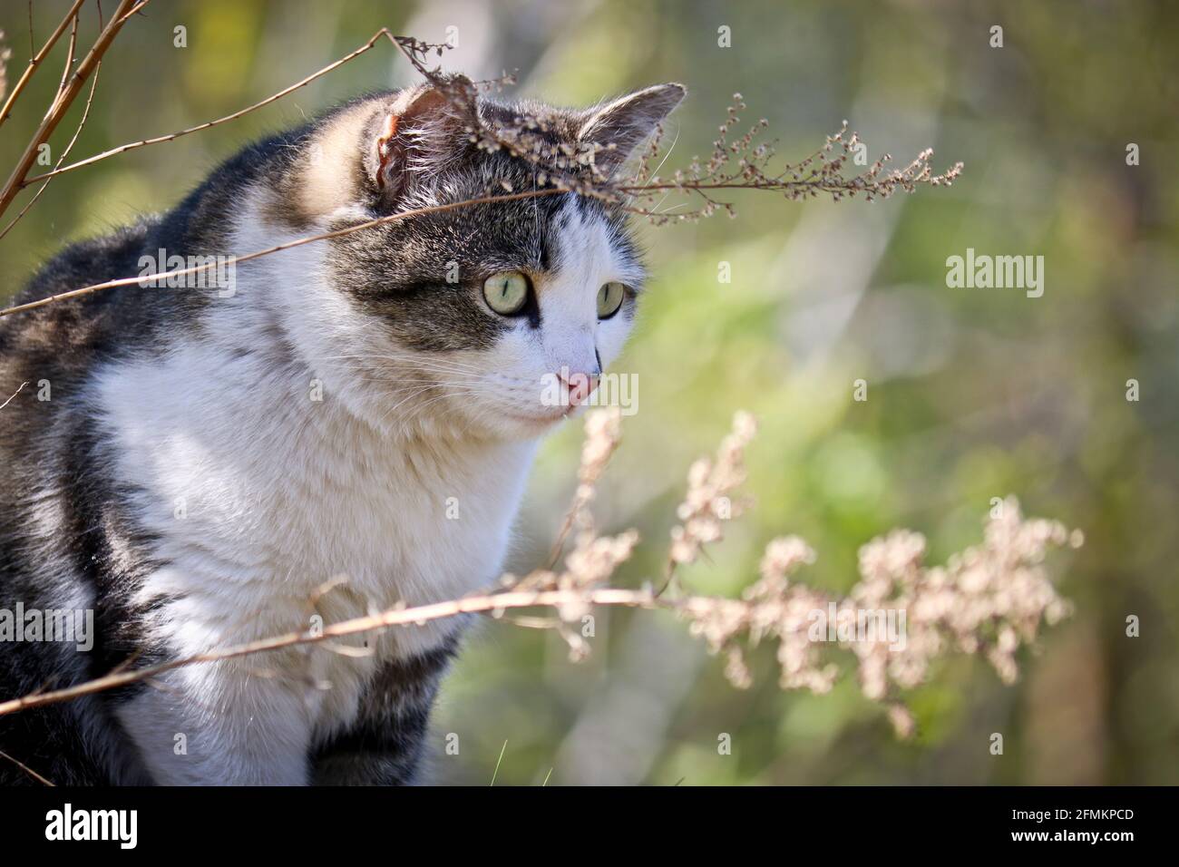 Un gatto di strada con una faccia divertente siede nell'erba e coglie per i topi. Foto Stock