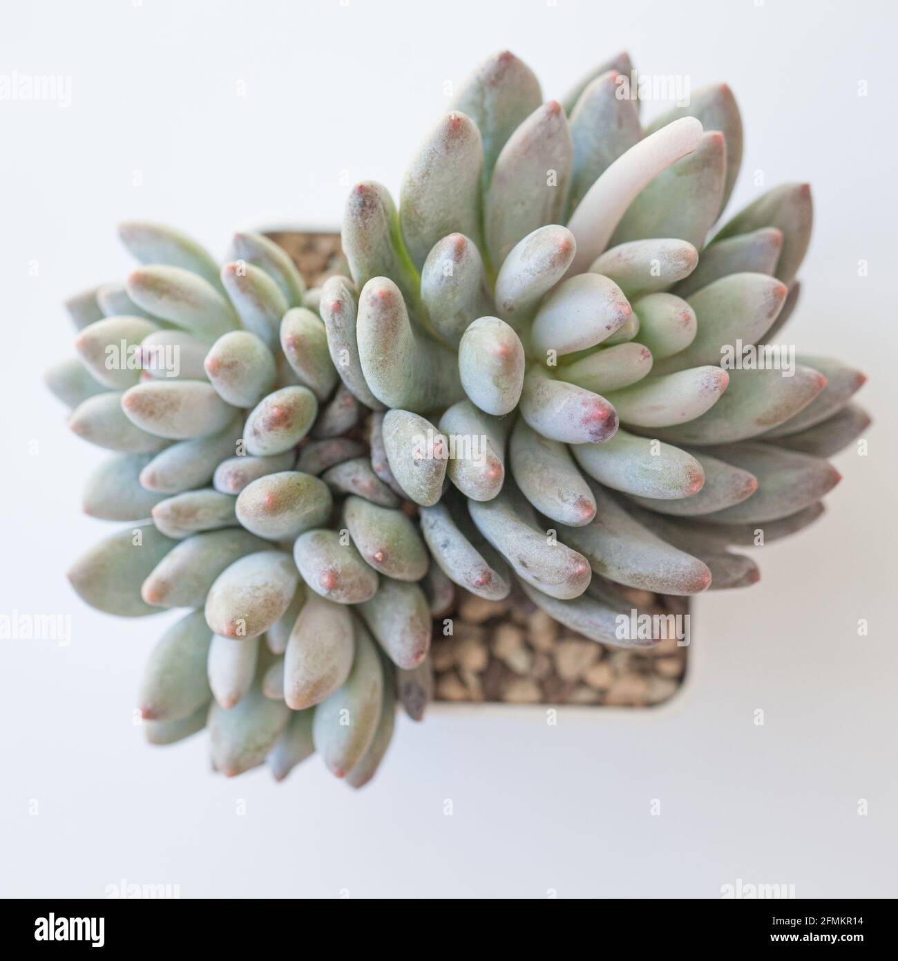 Rari fiori di Echeveria Venus su bianco, vista dall'alto Foto Stock