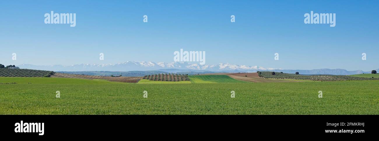 Vista sui campi di cereali e gli ulivi in un soleggiato Giornata primaverile tra le province andaluse di Jaén e Granada Con le cime innevate della Sierra Foto Stock