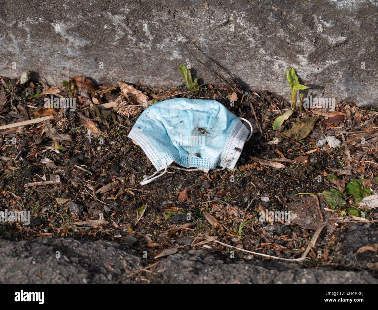 Maschera chirurgica blu gettato in un grondaia sporco pieno di mosche Foto Stock