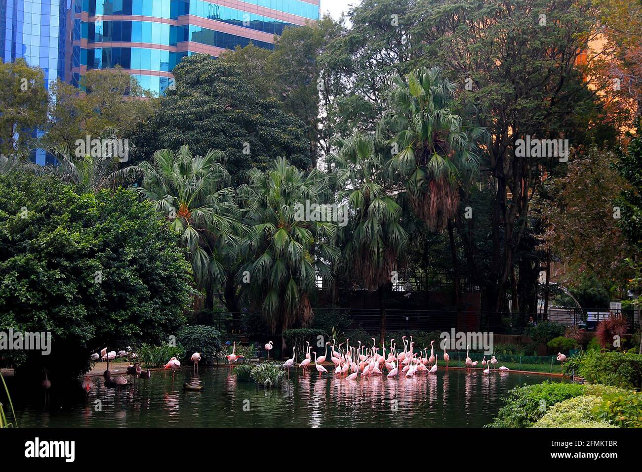 Fenicotteri rosa in un piccolo stagno nel Parco di Kowloon in Centro di Hong Kong Foto Stock