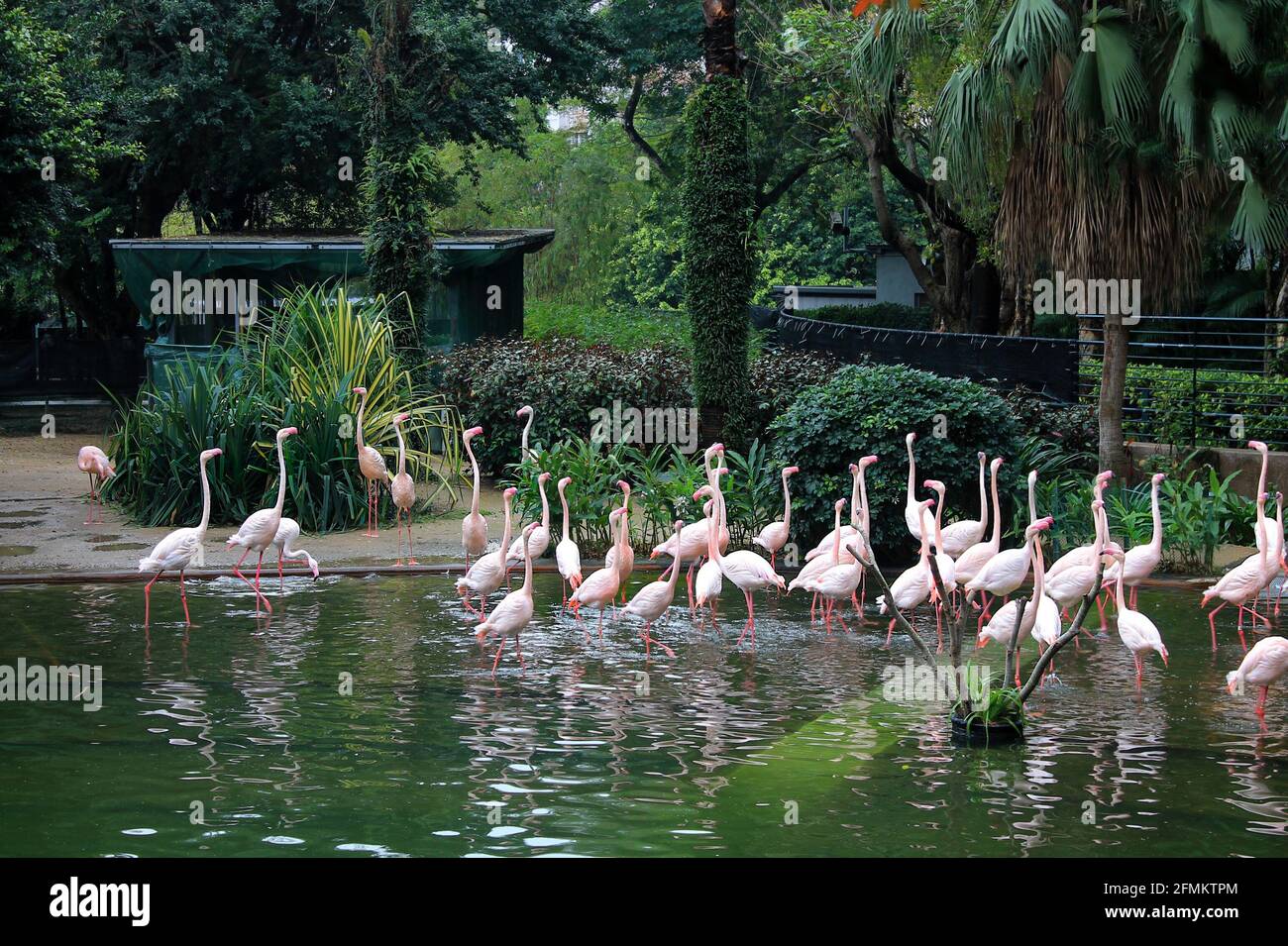 Fenicotteri rosa in un piccolo stagno nel Parco di Kowloon in Centro di Hong Kong Foto Stock