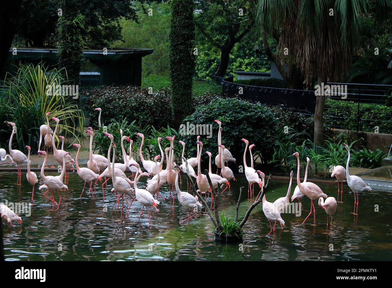 Fenicotteri rosa in un piccolo stagno nel Parco di Kowloon in Centro di Hong Kong Foto Stock