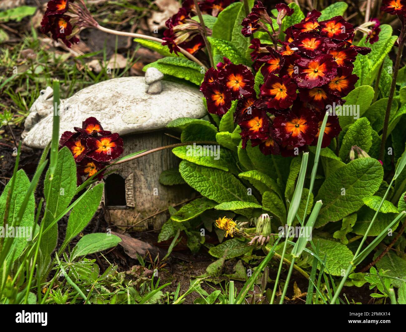 Casa decorativa di rana a forma di sgabello tra fiori di Primrose Foto Stock