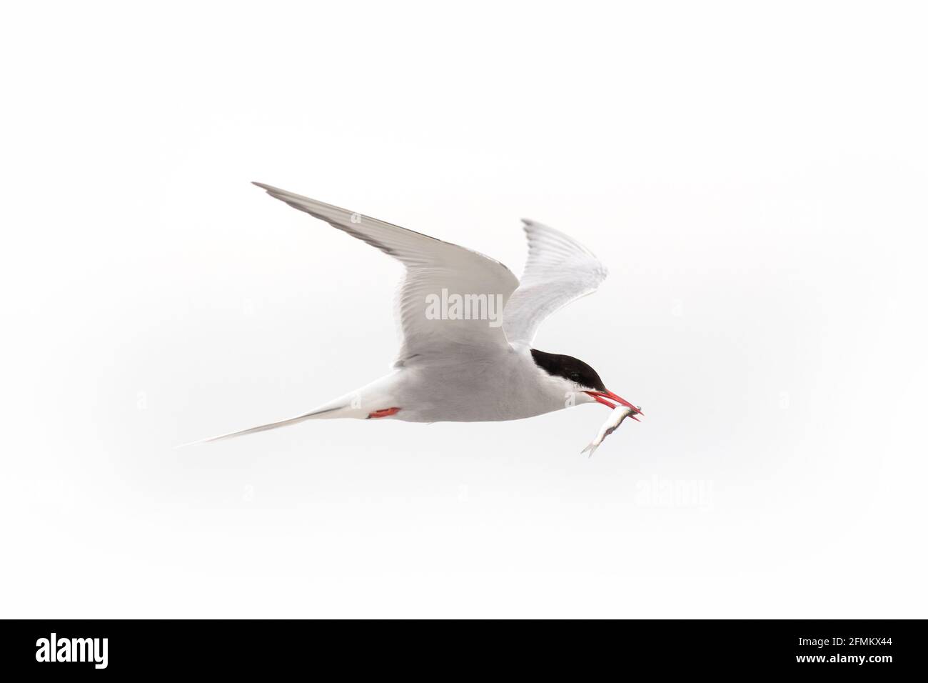 Terna artica (Sterna paradisaea) volare con la preda di pesce in becco contro il cielo bianco Foto Stock