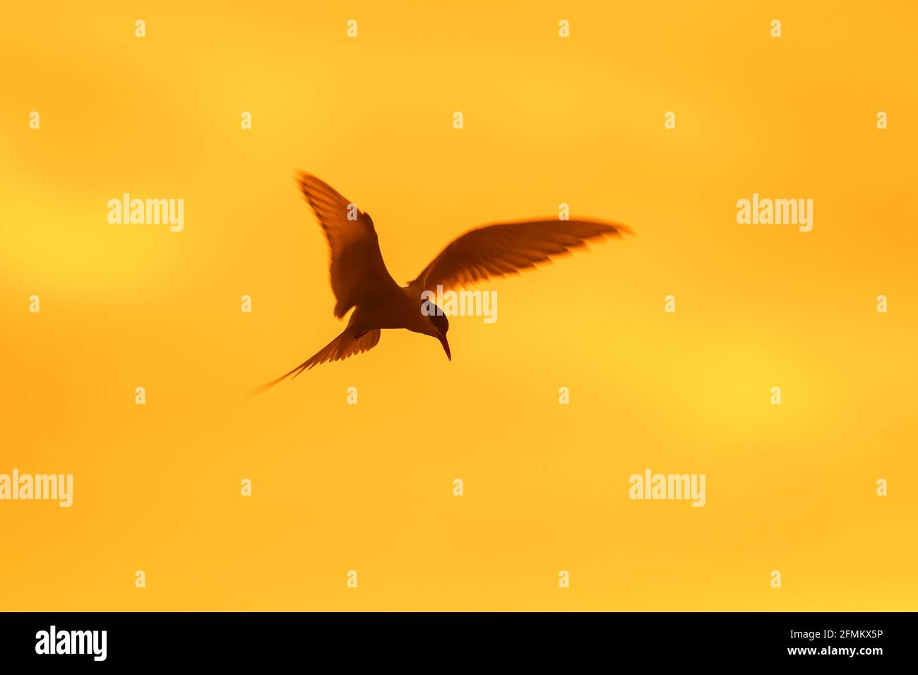 Terna artica (Sterna paradisaea) in volo che vola contro il cielo arancione del tramonto Foto Stock