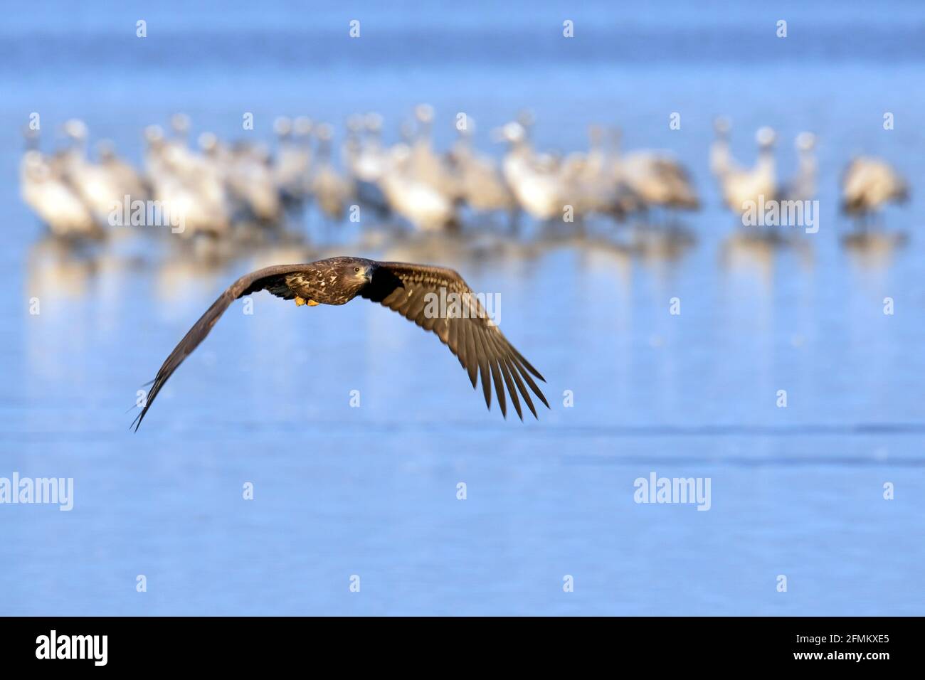 Aquila dalla coda bianca / aquila di mare / erne (Haliaetus albicilla) uccello giovanile che sorvola il lago con uccelli acquatici, Meclemburgo-Vorpommern, Germania Foto Stock