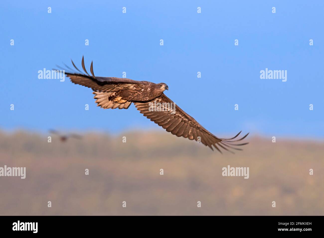 Aquila dalla coda bianca / aquila di mare / erne (Haliaetus albicilla) uccello giovanile che sorvola il campo in autunno, Meclemburgo-Vorpommern, Germania Foto Stock