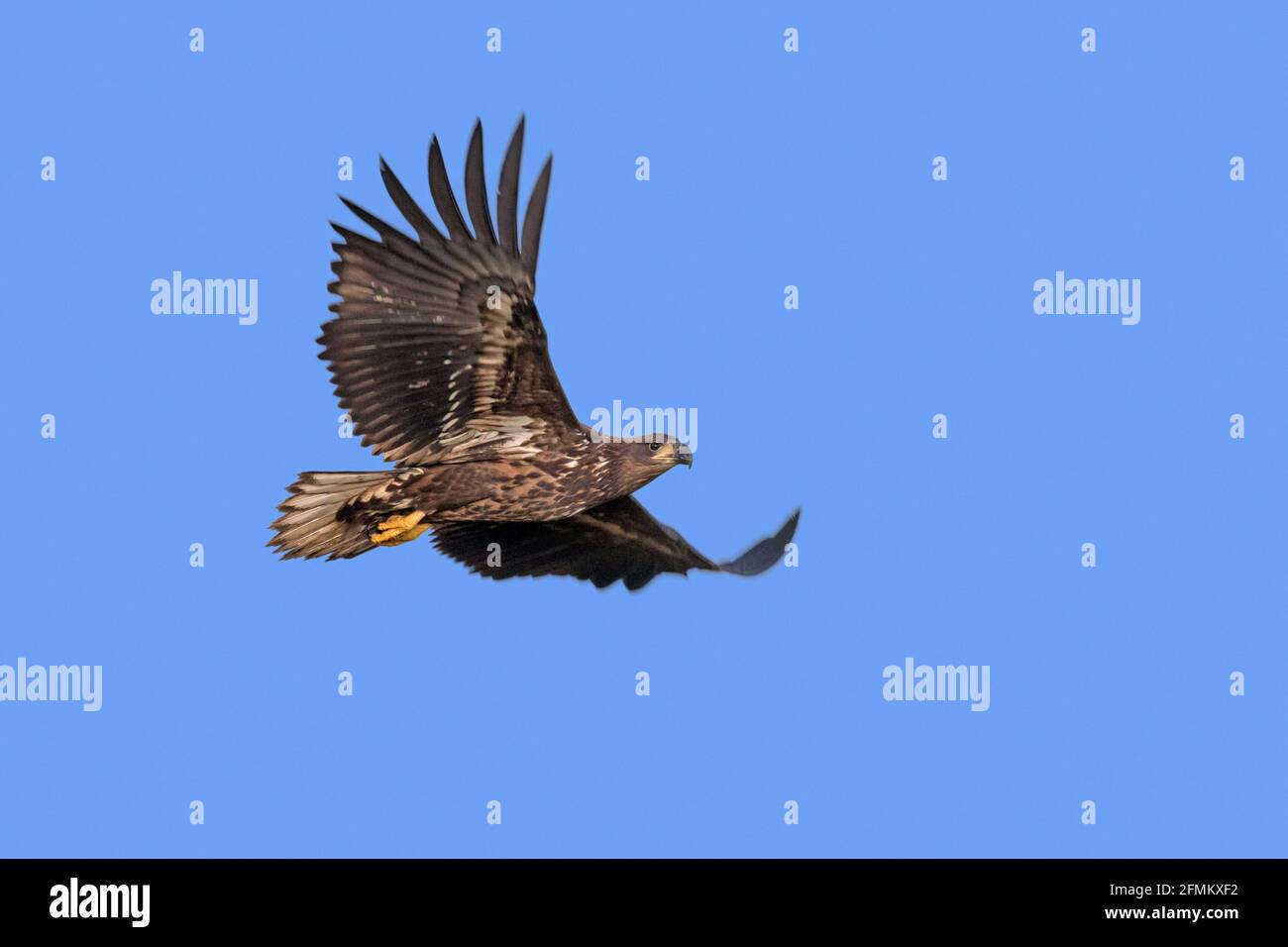 Aquila dalla coda bianca / aquila di mare / erne (Haliaetus albicilla) uccello giovanile in volo contro il cielo blu in autunno, Meclemburgo-Vorpommern, Germania Foto Stock