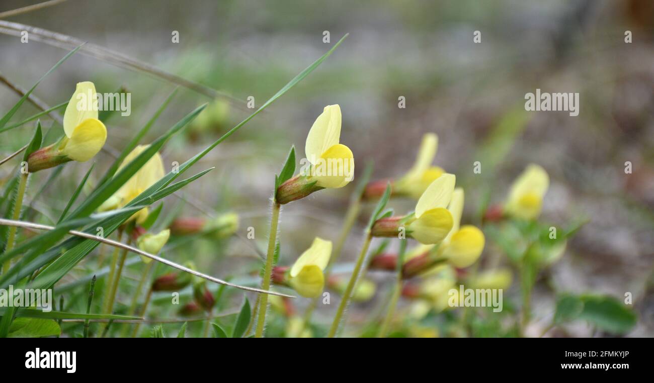 Lotus maritimus pianta in fiore. Lungo il fiume Cidacos a Munilla, la Rioja, Spagna. Foto Stock