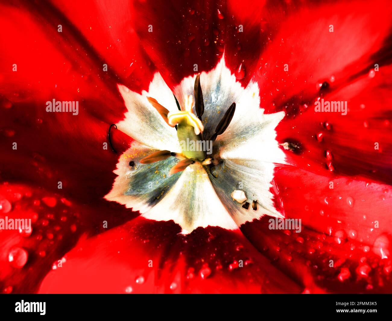 Primo piano di un tulipano rosso dopo una doccia a pioggia Foto Stock