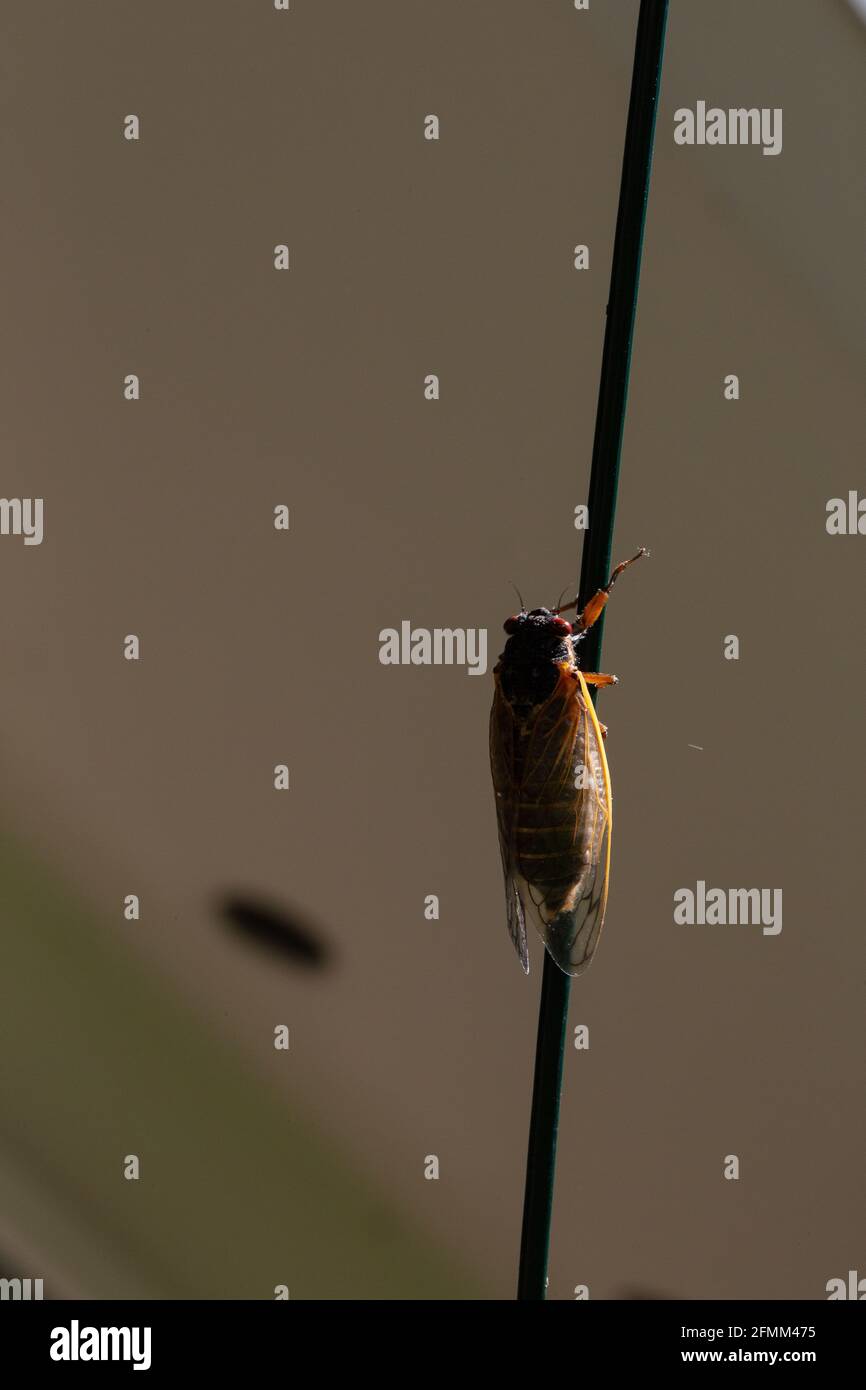 Prima cicada di Brood X avvistato in Hollin Hills, Virginia Foto Stock