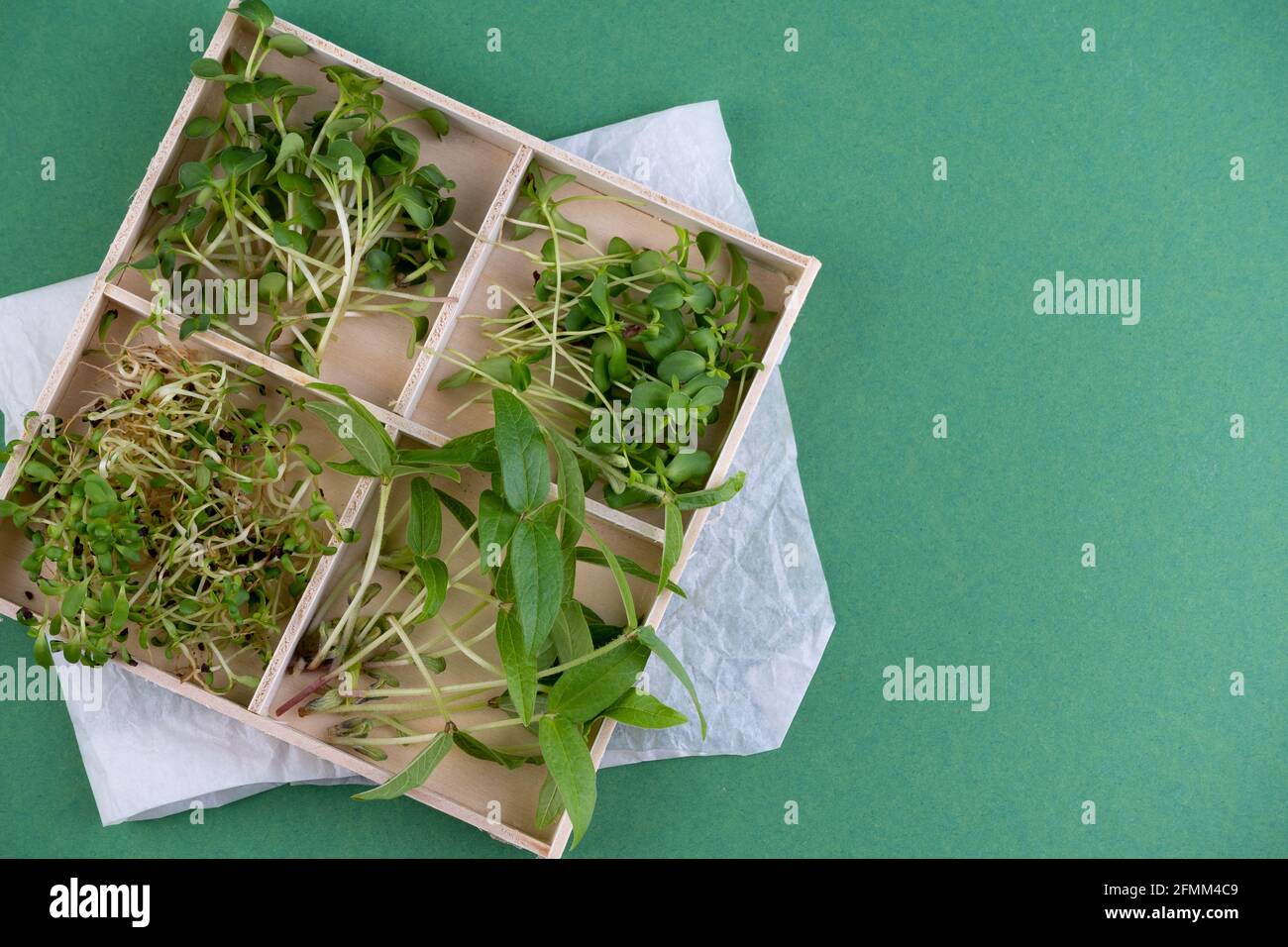 Diversi tipi e varietà di microgrene. In crescita. Foglie di girasole. Semi germinanti per alimenti vegani eco. Micro verde organico. Spazio di copia. Lattuga, cavolo, rafano, senape. Foto Stock