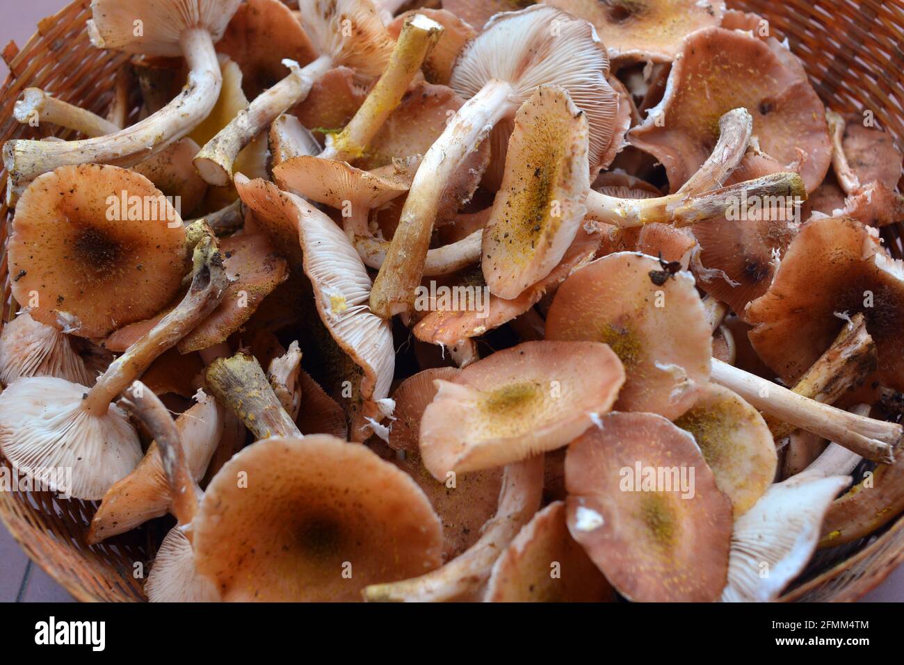 Texture di funghi di Miele freschi in vista dall'alto Foto Stock