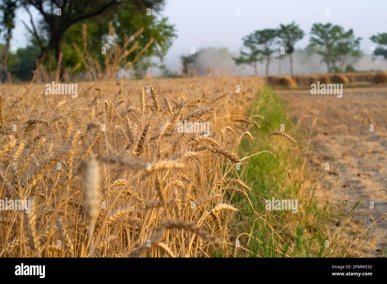 Paesaggio rurale che maturano le orecchie di campo di grano giorno tempo. Raccolti campo, vista del paesaggio di grano raccolto, raccolta tradizionalmente Foto Stock