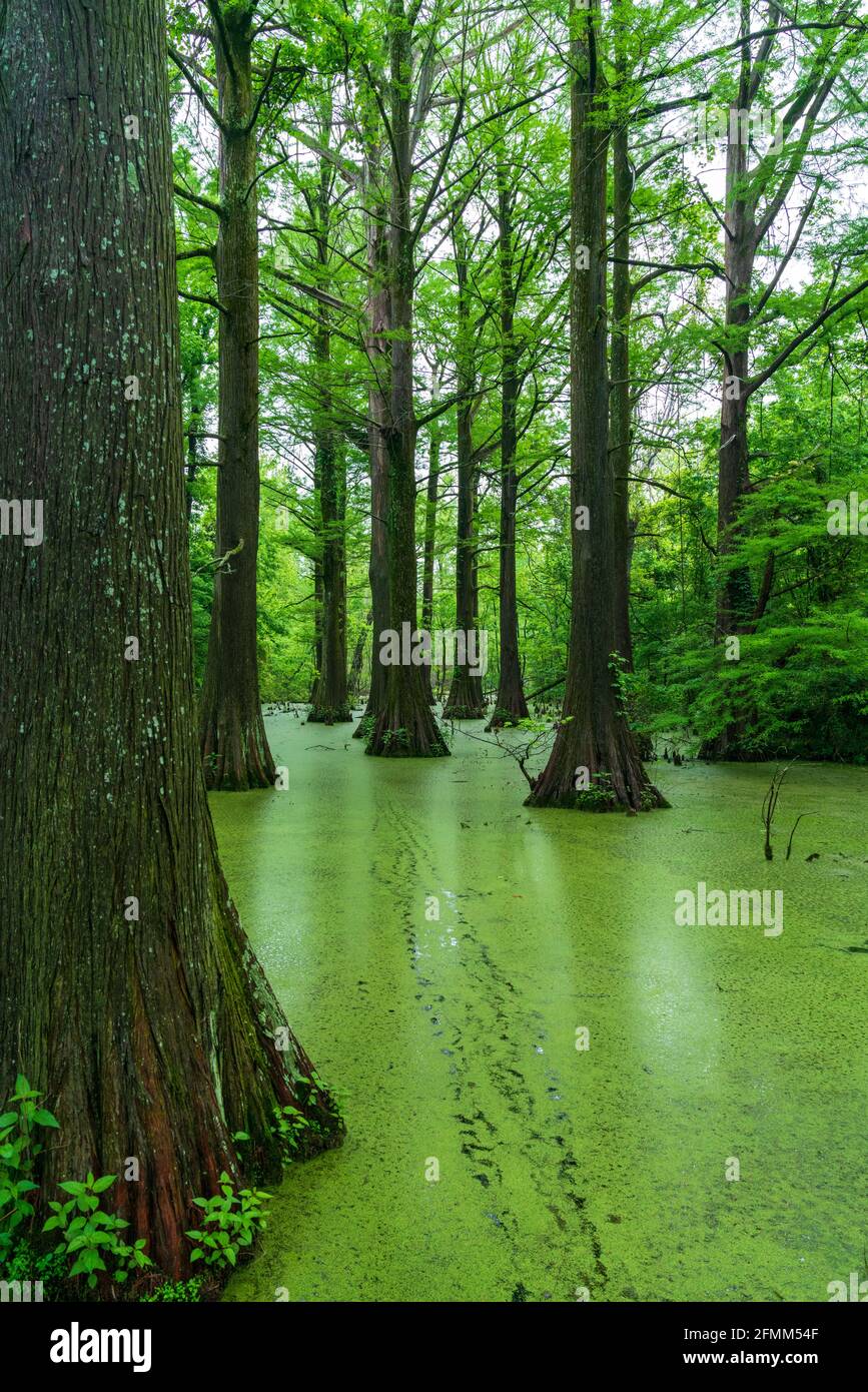 Alberi nella palude a Greenville Cypress Preserve Trust Foto Stock