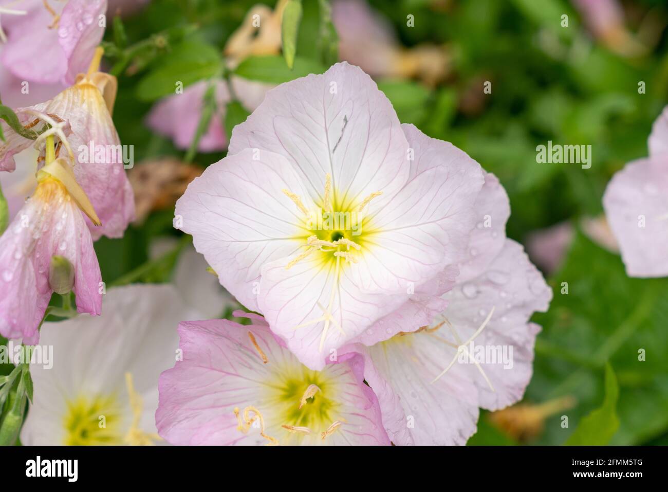 Fiori al Greenville Cypress Preserve Trust Foto Stock