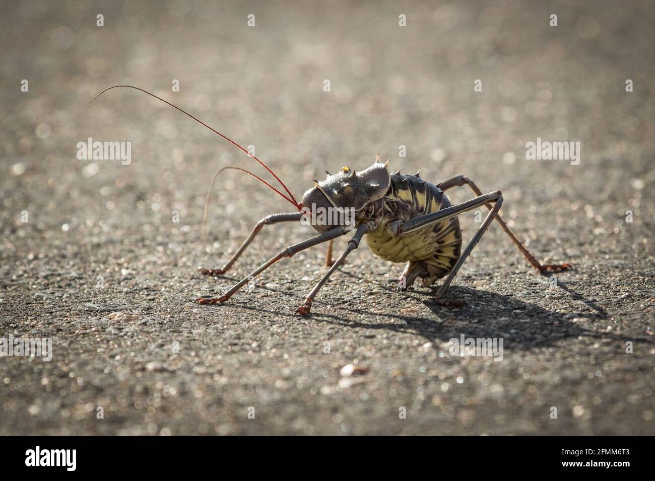 Primo piano di un Cricket a terra blindato (Acanthoplus discoidalis) che attraversa la strada del catrame, il Parco Nazionale Kruger. Foto Stock