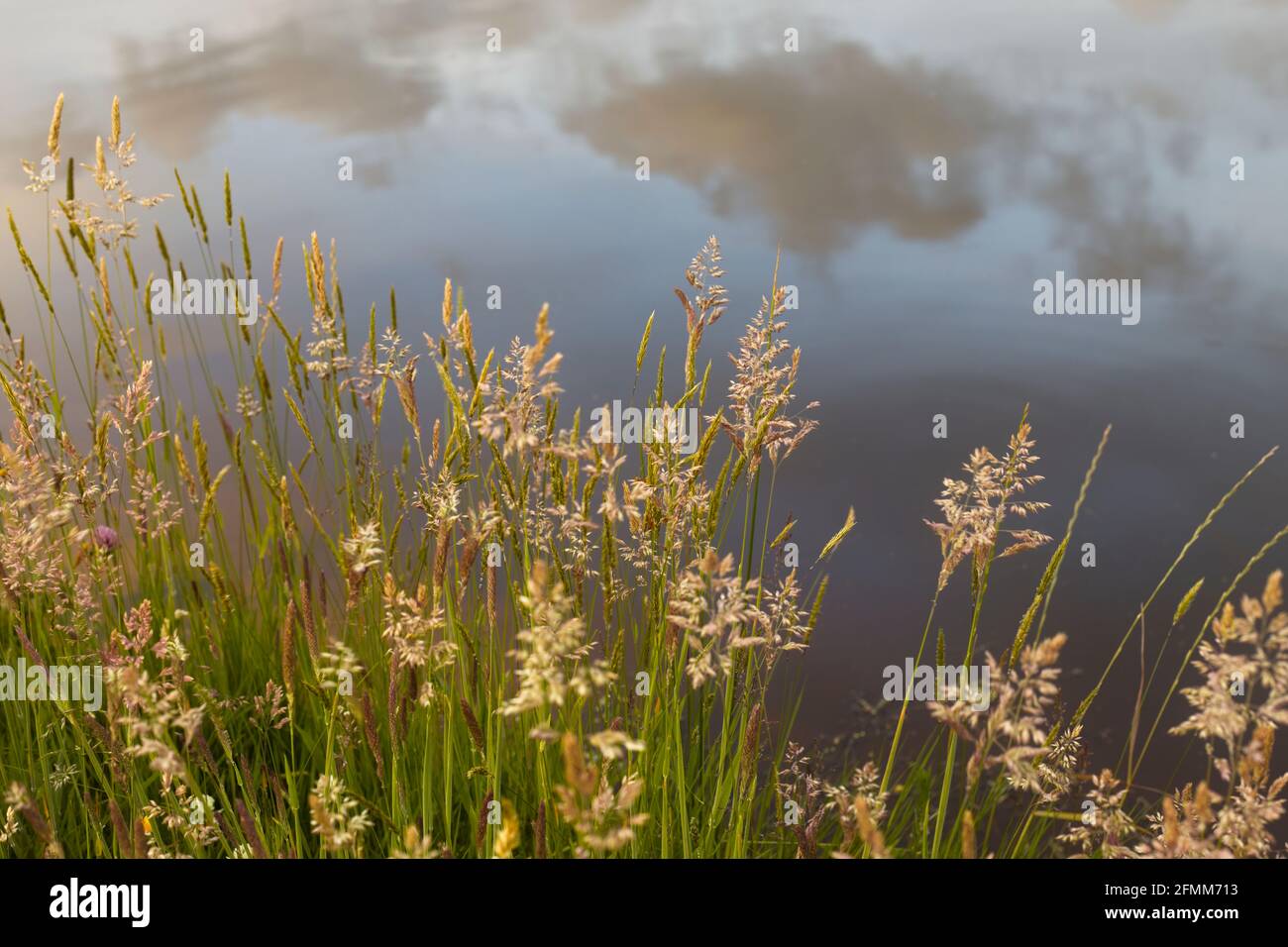 Erbe estive accanto a uno stagno con il cielo riflesso in acqua sullo sfondo. Foto Stock