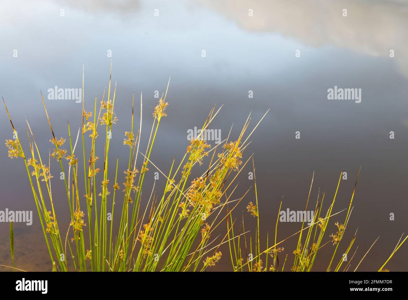 Una pianta di corsa accanto ad un laghetto con il riflesso del cielo sull'acqua sullo sfondo. Foto Stock