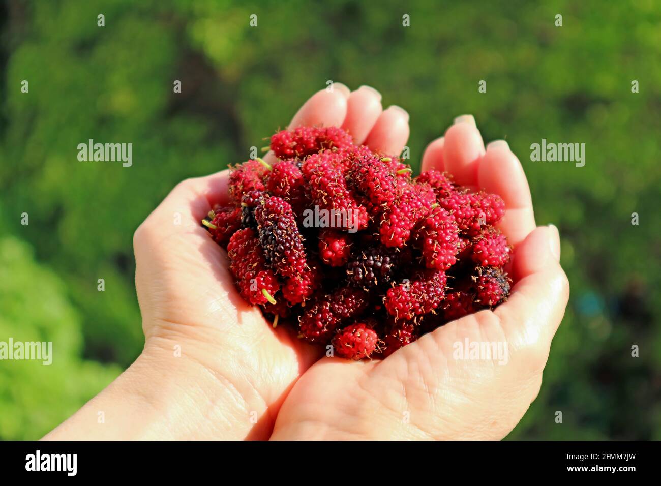 Le mani della donna riempite di frutti di gelso appena raccolti Foto Stock