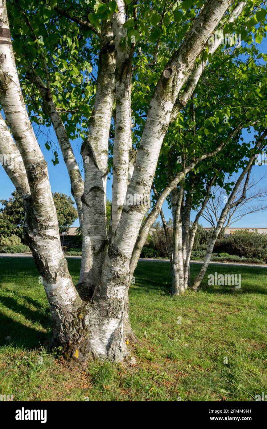 Carta Birch Tree Betula papyrifera giardino Foto Stock