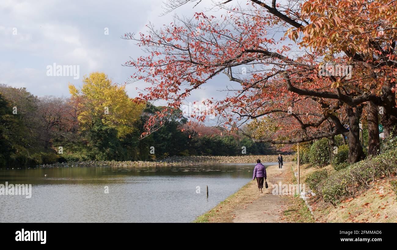 Fukuoka, Giappone, 2011 novembre: Paesaggio di un parco con i colori tipici autunnali in Giappone. Foto Stock