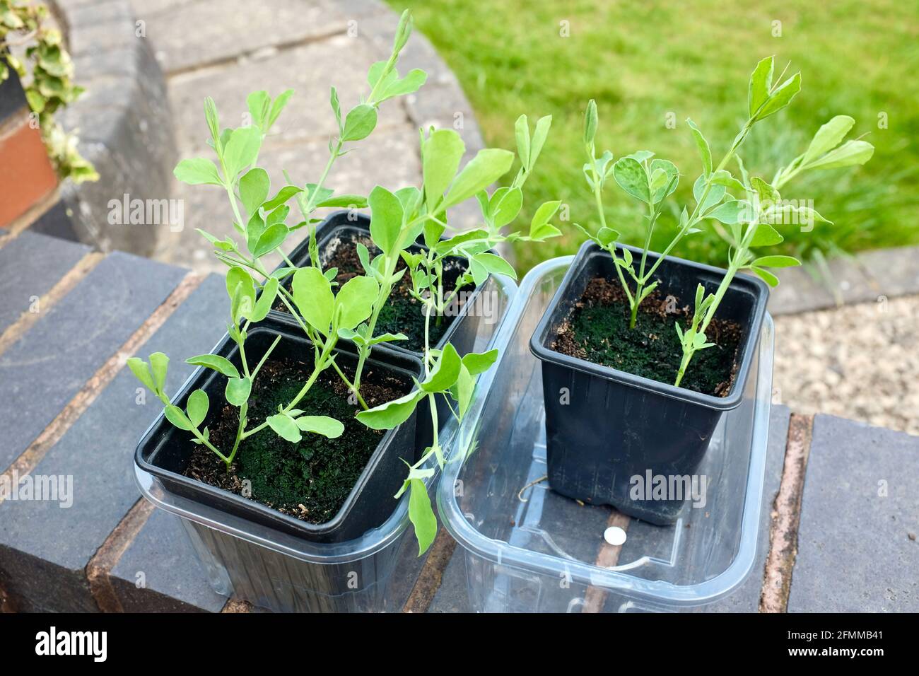 Giovani pianta di piselli dolci in pentole in attesa di piantare, primavera 2021 Foto Stock