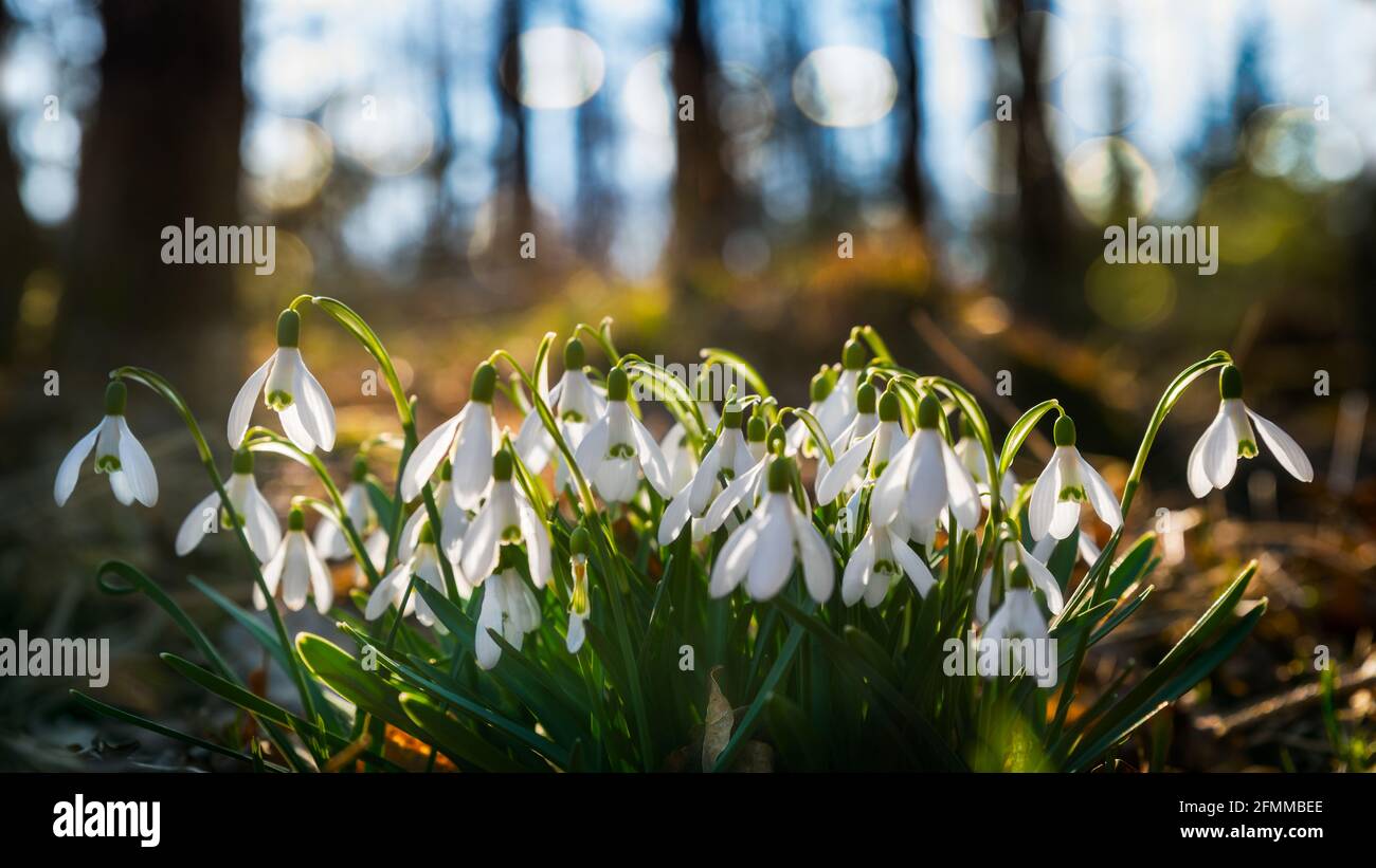 Particolare di belle fioriture assolate di nevicate nella foresta delle fate con cielo blu. Galanthus nivalis. Grumo di erbe selvatiche al tramonto. Bokeh su sfondo sfocato. Foto Stock