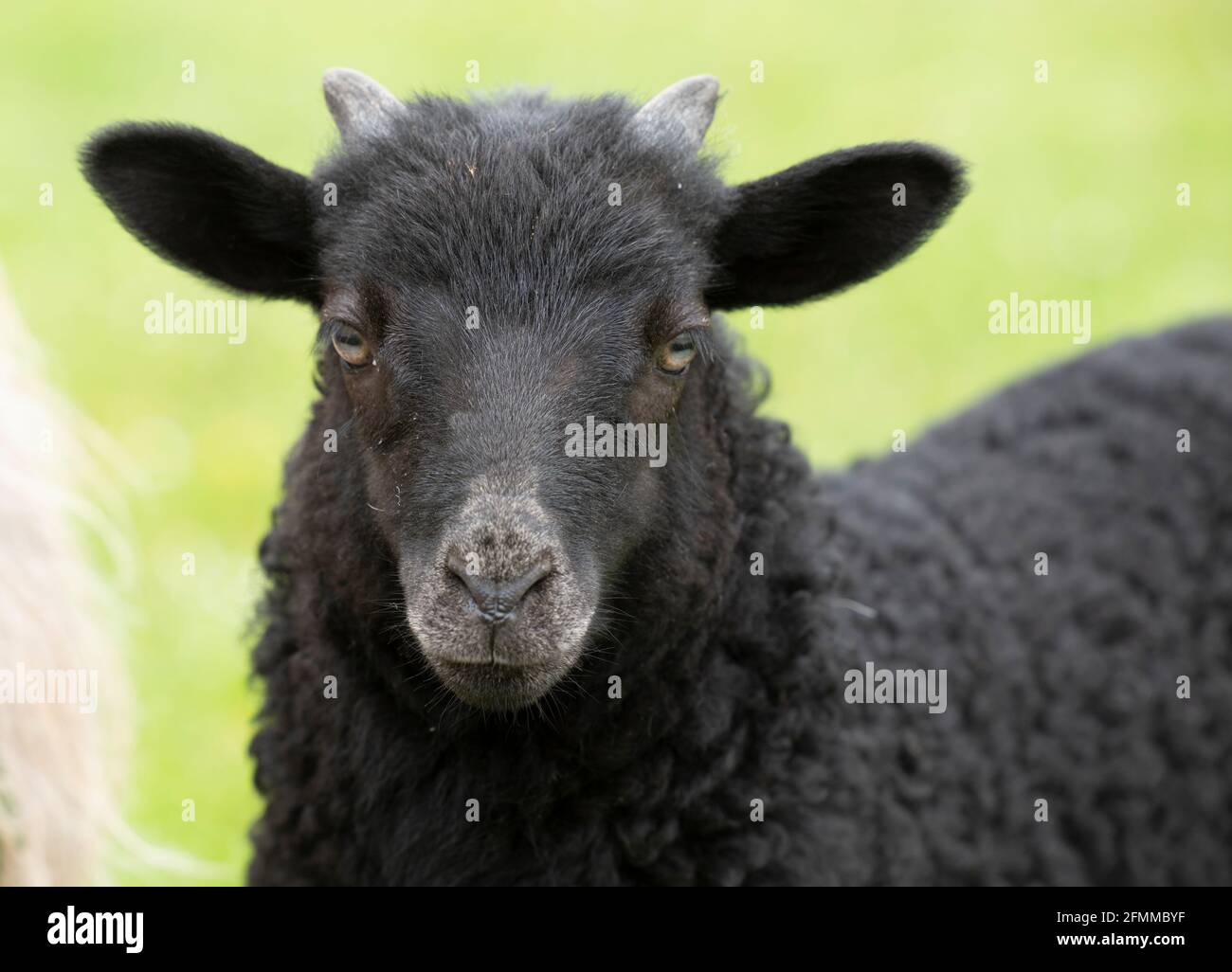Ritratto e primo piano di un agnello nero, un 'Heidschnuucke', con pelliccia riccia e piccole corna Foto Stock