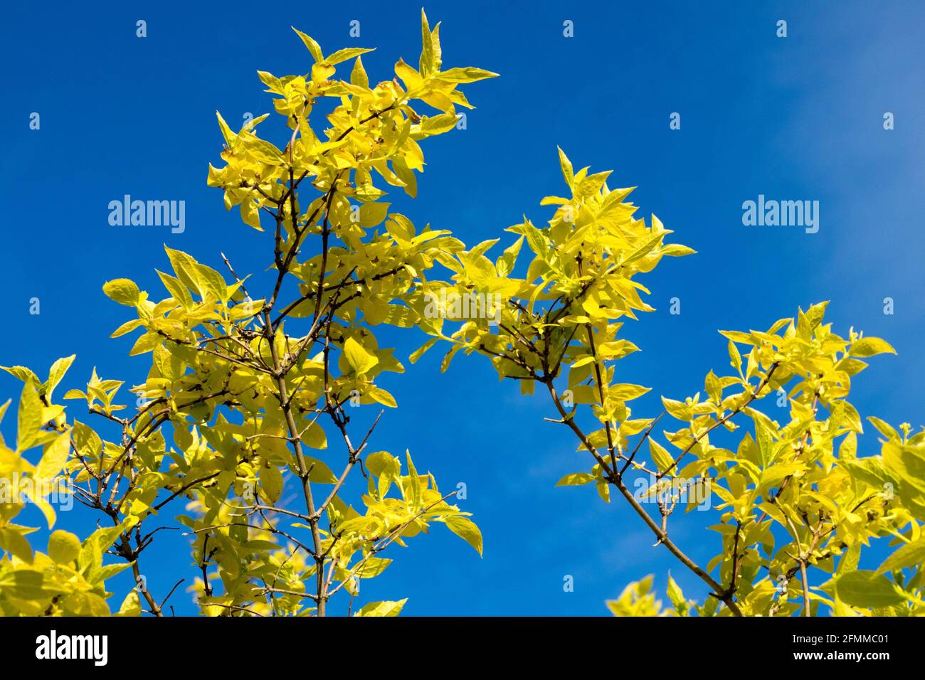 Giallo blu contrasto foglie contro cielo foglia d'oro Foto Stock