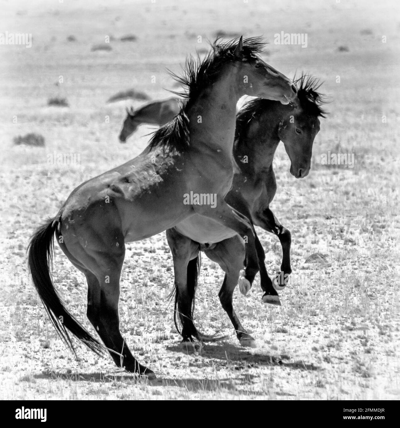 Due cavalli selvaggi di Garub, nei pressi del deserto del namibia Foto Stock