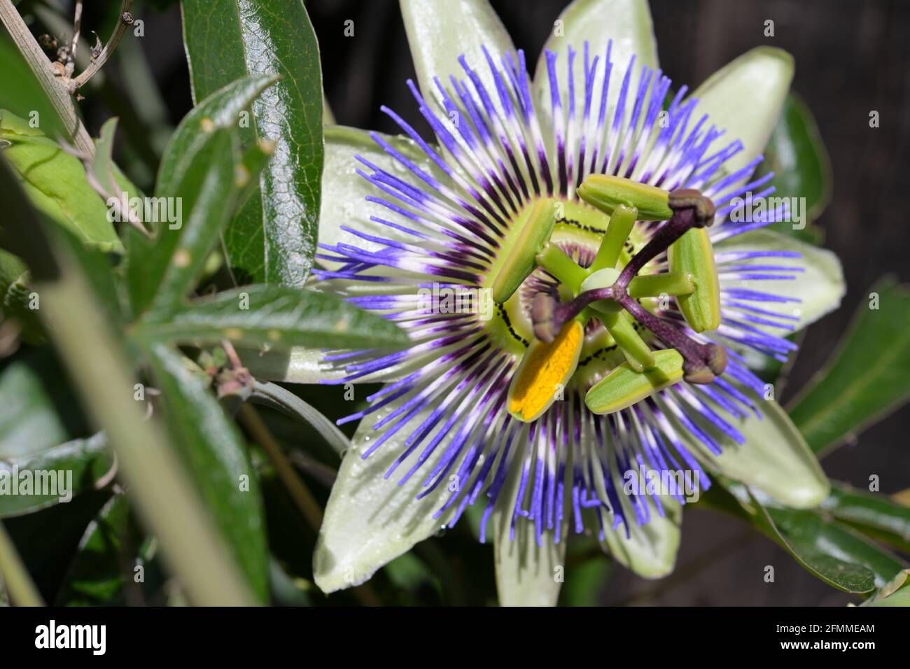 Primo piano di un fiore di Passione (Passiflora edulis F. flavicarpa) in piena fioritura Foto Stock