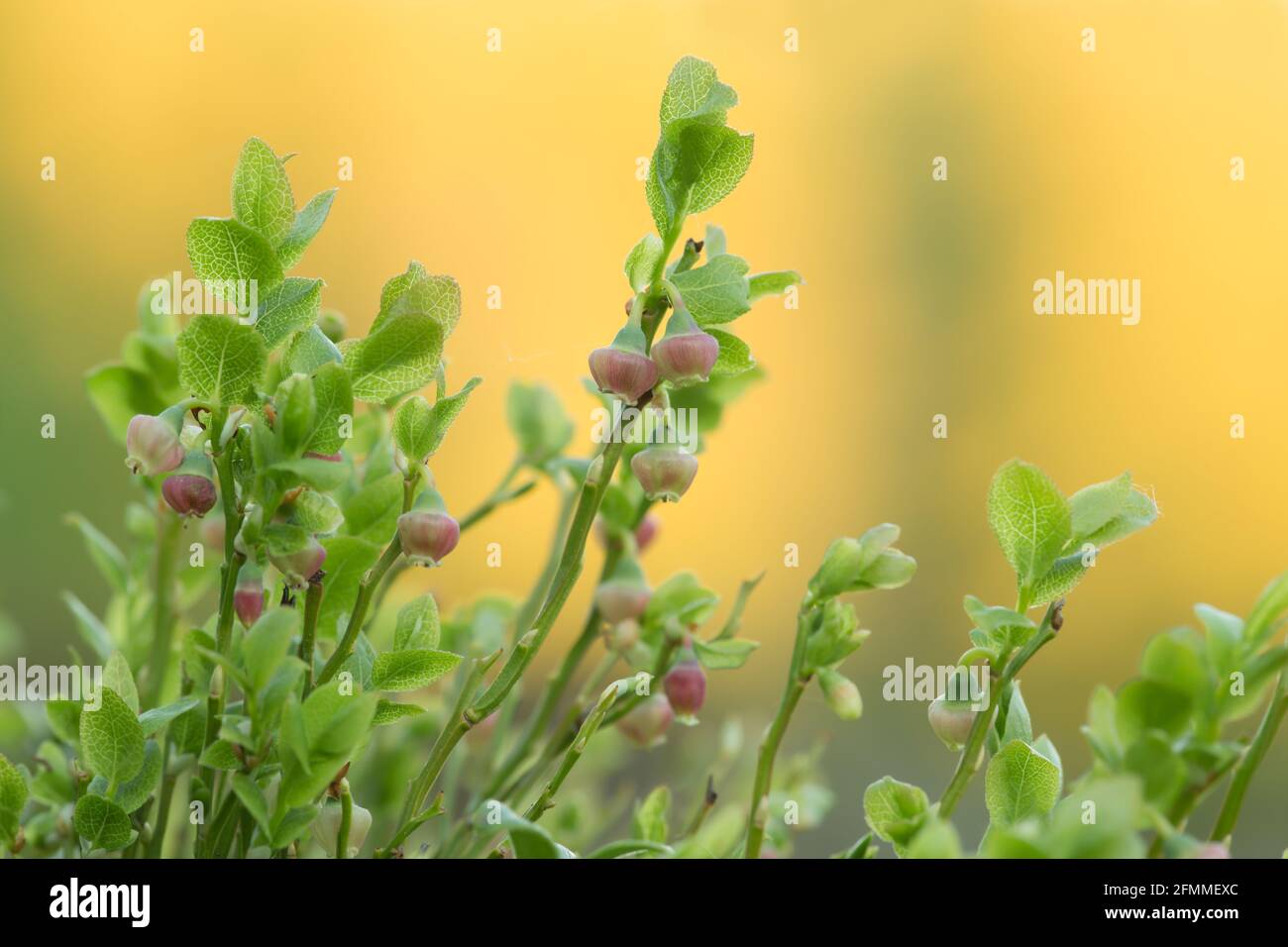 Fiore di mirtillo europeo, pianta di mirtillo di Vaccinium Foto Stock