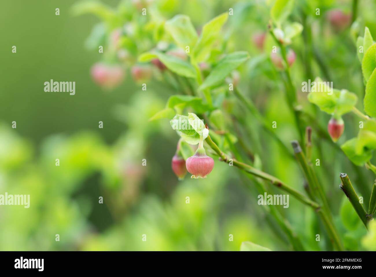 Fiore di mirtillo europeo, pianta di mirtillo di Vaccinium Foto Stock