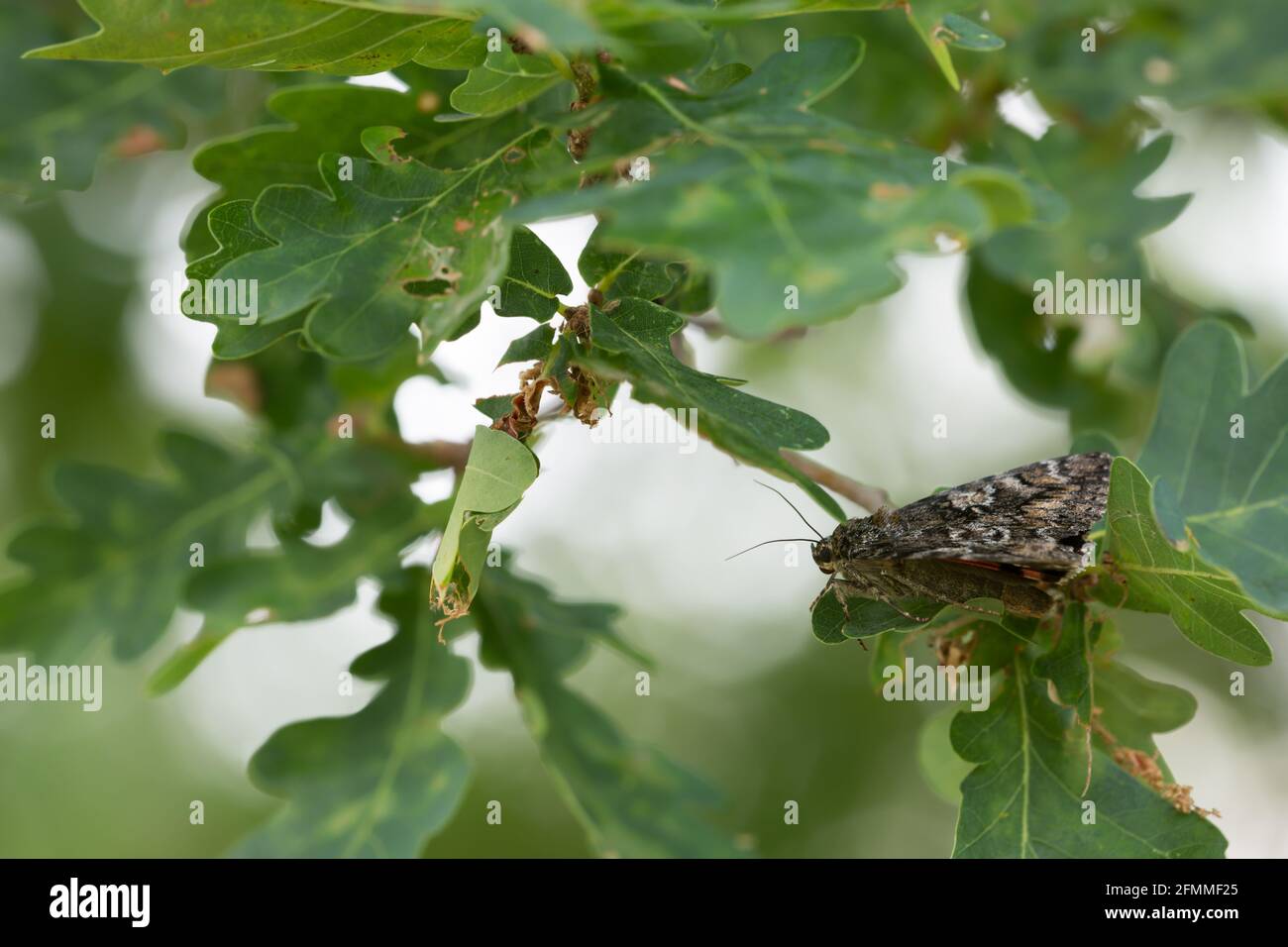 Sottogola cremisi leggera, Catocala promissa poggiata sul ramo di quercia, riflessi sullo sfondo Foto Stock
