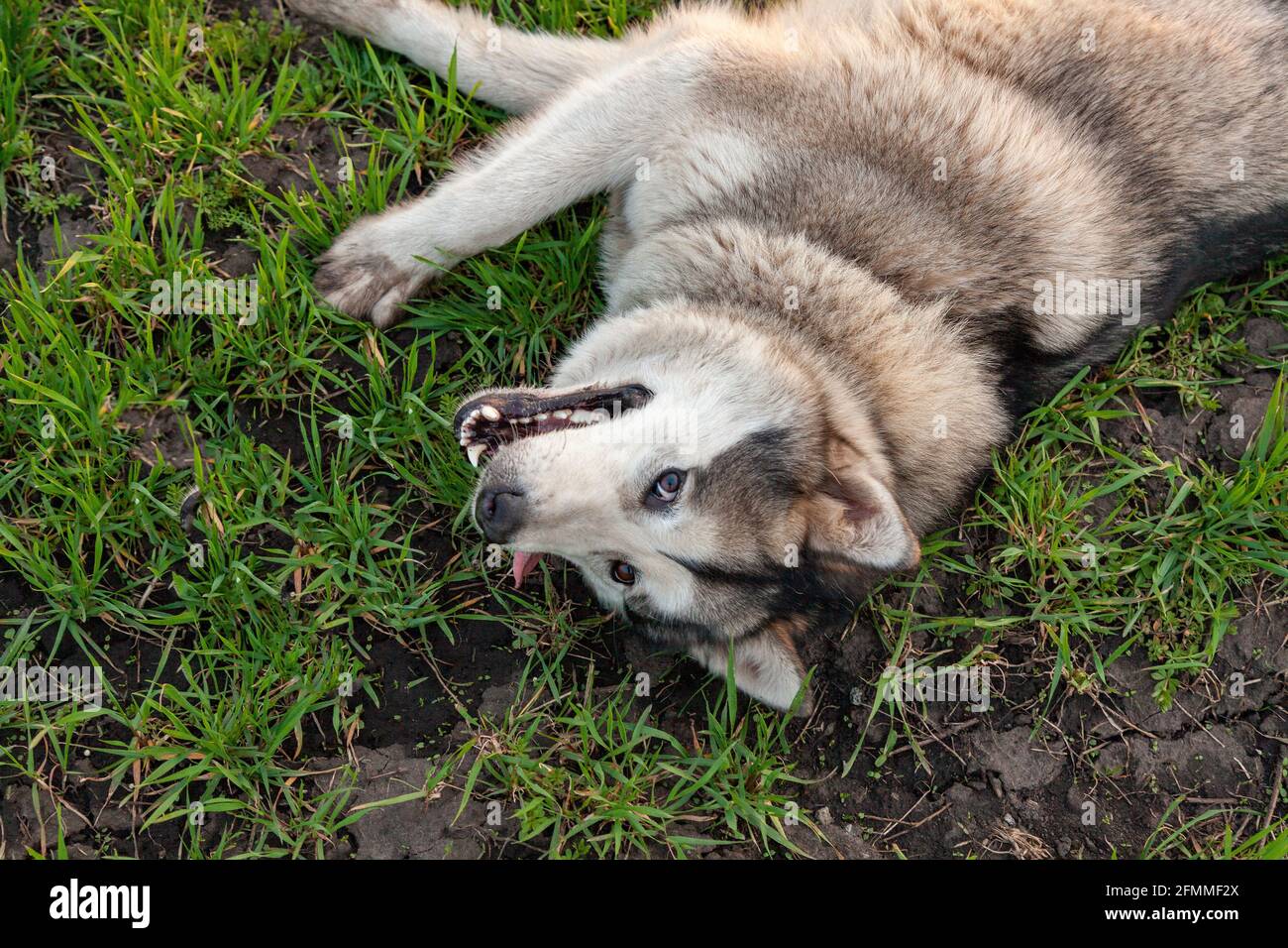 Cane malamuto sdraiato sull'erba con uno sguardo soddisfatto. Foto Stock