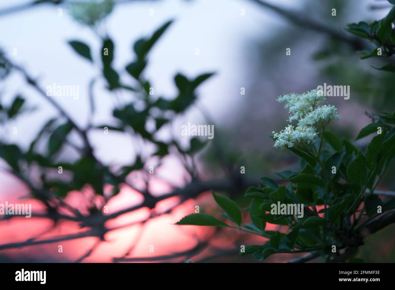 Anziano in fiore, Sambucco nigra al tramonto Foto Stock