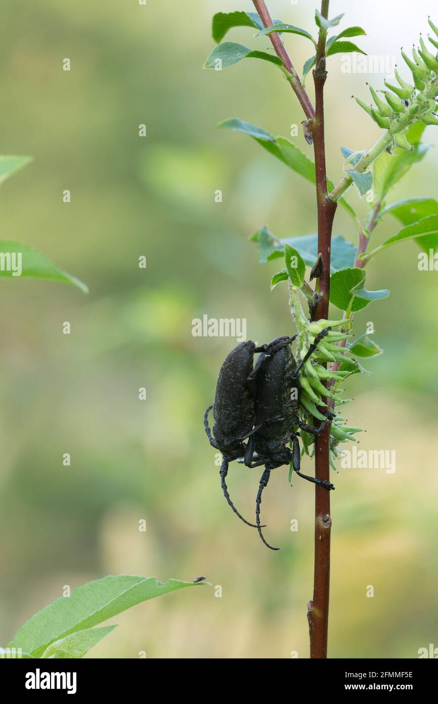 Beetles di tessitore di accoppiamento, textor di Lamia su salix Foto Stock