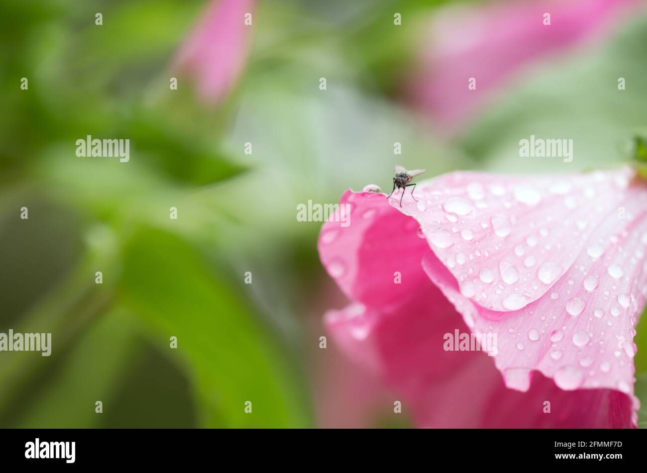 Volare riposando su fiore di malope con rugiada in prima mattina Foto Stock