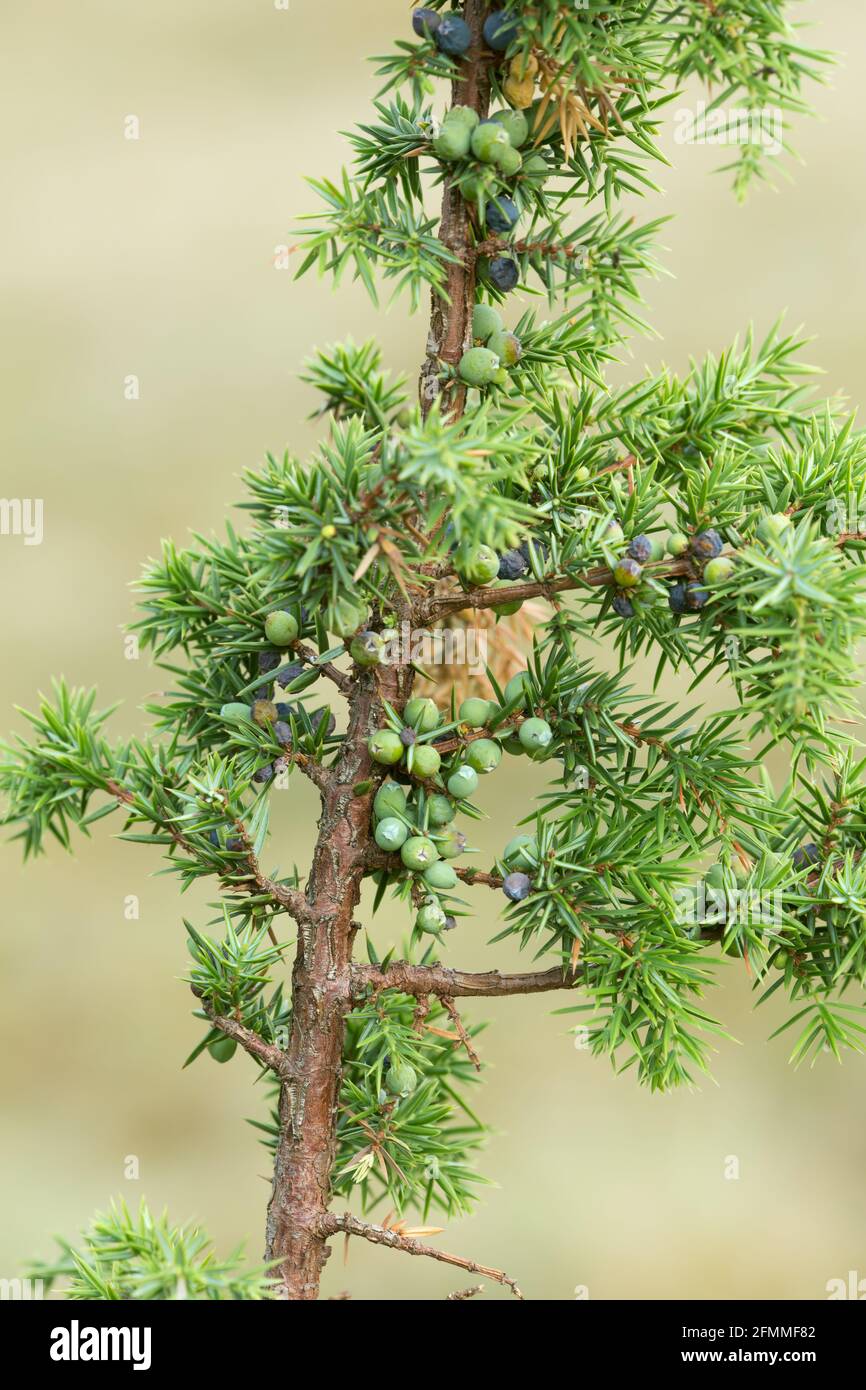 Ginepro comune, Juniperus communis ramato con bacche Foto Stock