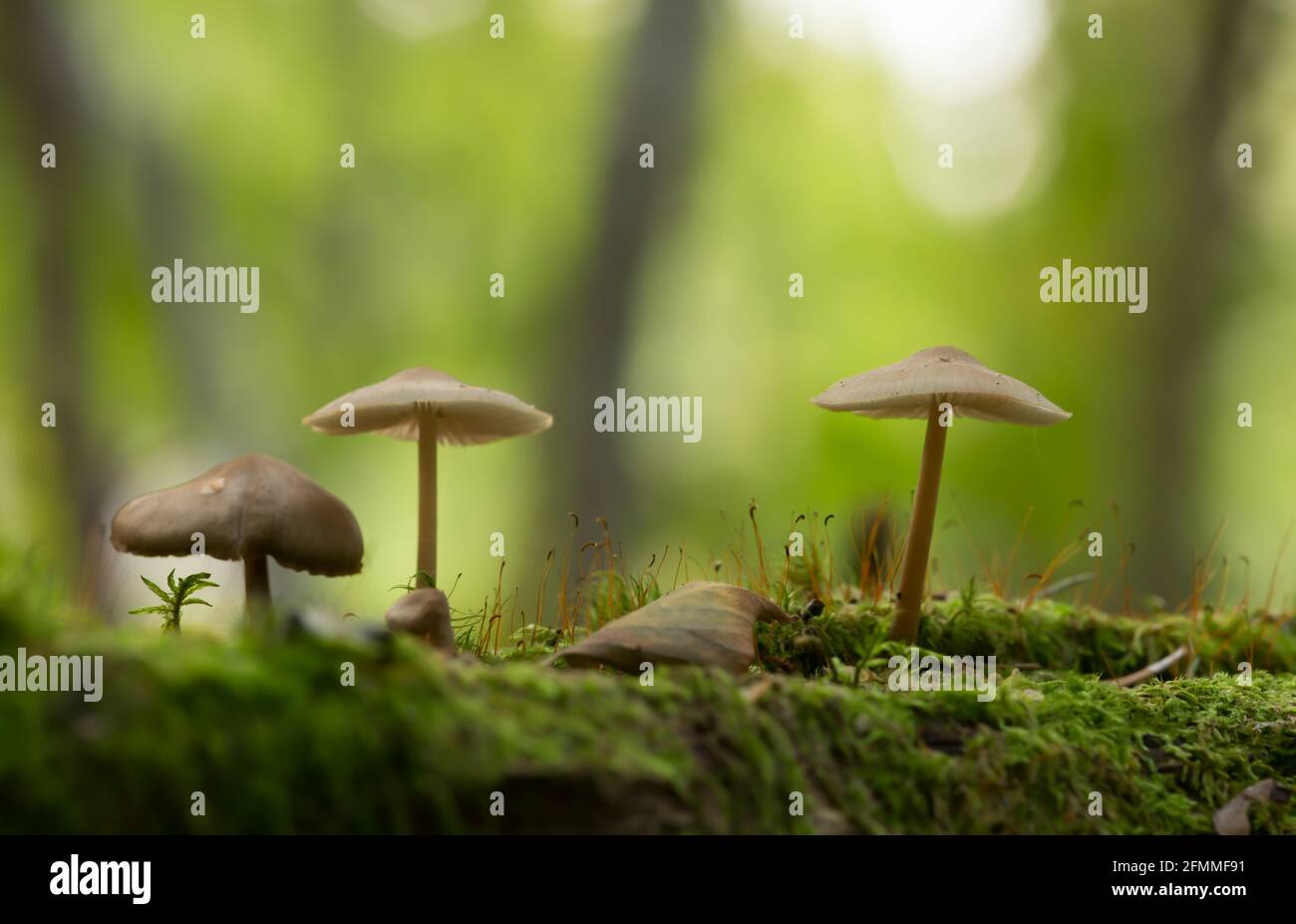 Piccoli funghi che crescono tra muschi, riflessi sullo sfondo Foto Stock