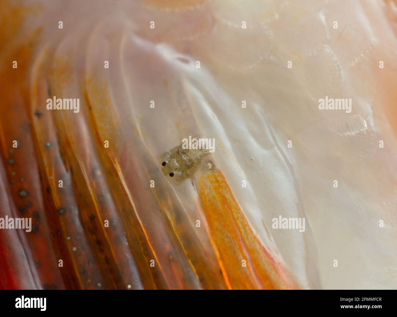 Comune luca di pesce, Argulus fogliaceus su persico fotografato con alta magnifcazione Foto Stock